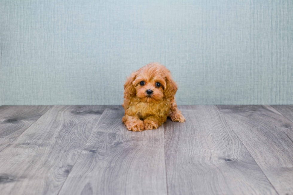 Cute Cavapoo Baby