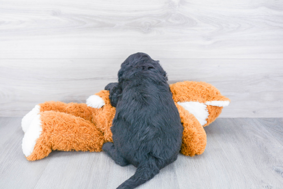 Small Mini Sheepadoodle Baby