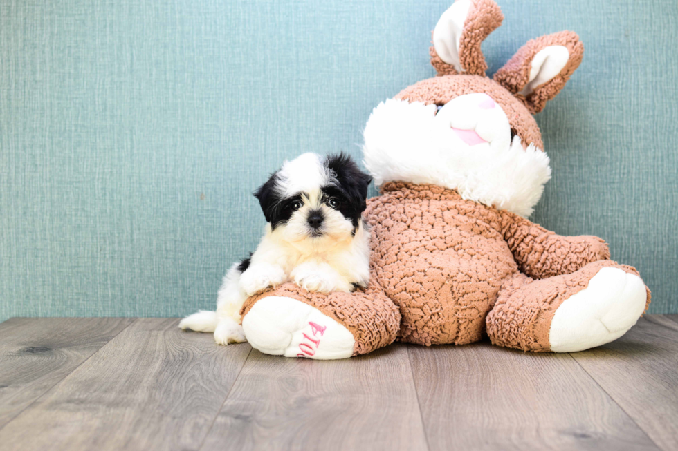 Teddy Bear Pup Being Cute