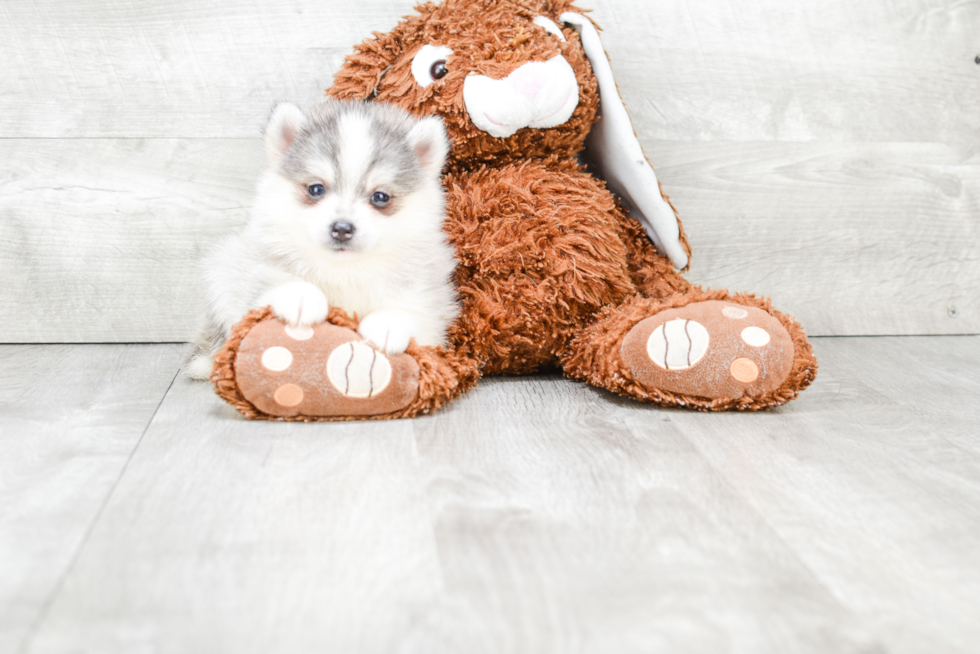 Pomsky Puppy for Adoption