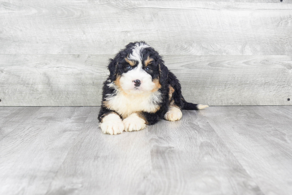 Mini Bernedoodle Puppy for Adoption