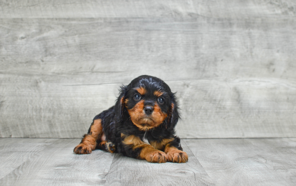 Cavalier King Charles Spaniel Puppy for Adoption