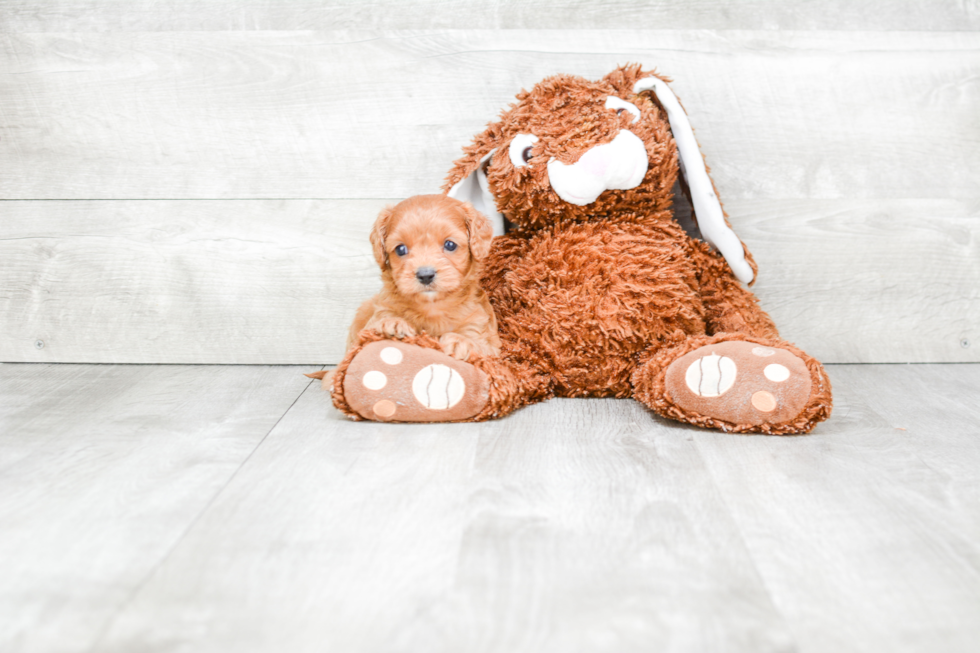 Petite Cavapoo Poodle Mix Pup