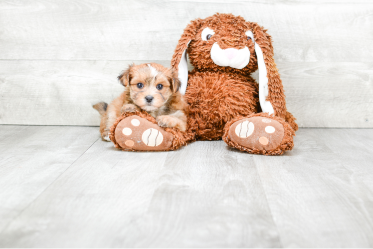 Morkie Pup Being Cute