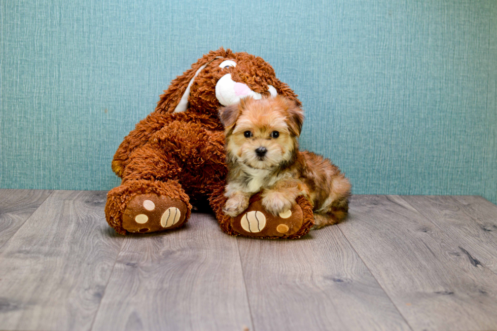 Morkie Pup Being Cute