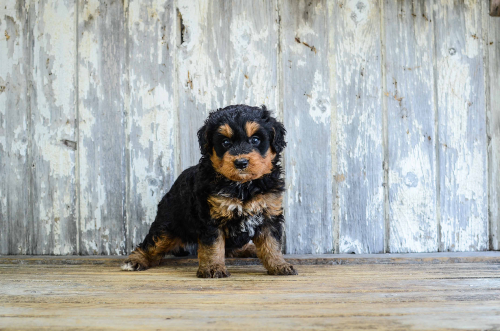 Little Mini Berniedoodle Poodle Mix Puppy