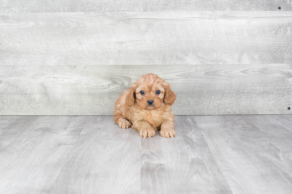 Playful Cavoodle Poodle Mix Puppy