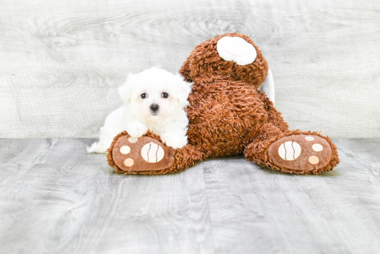 Cute Maltese Purebred Puppy