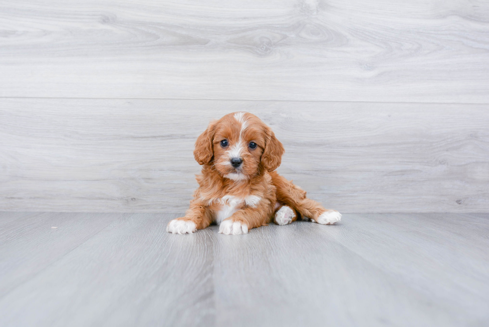 Best Cavapoo Baby