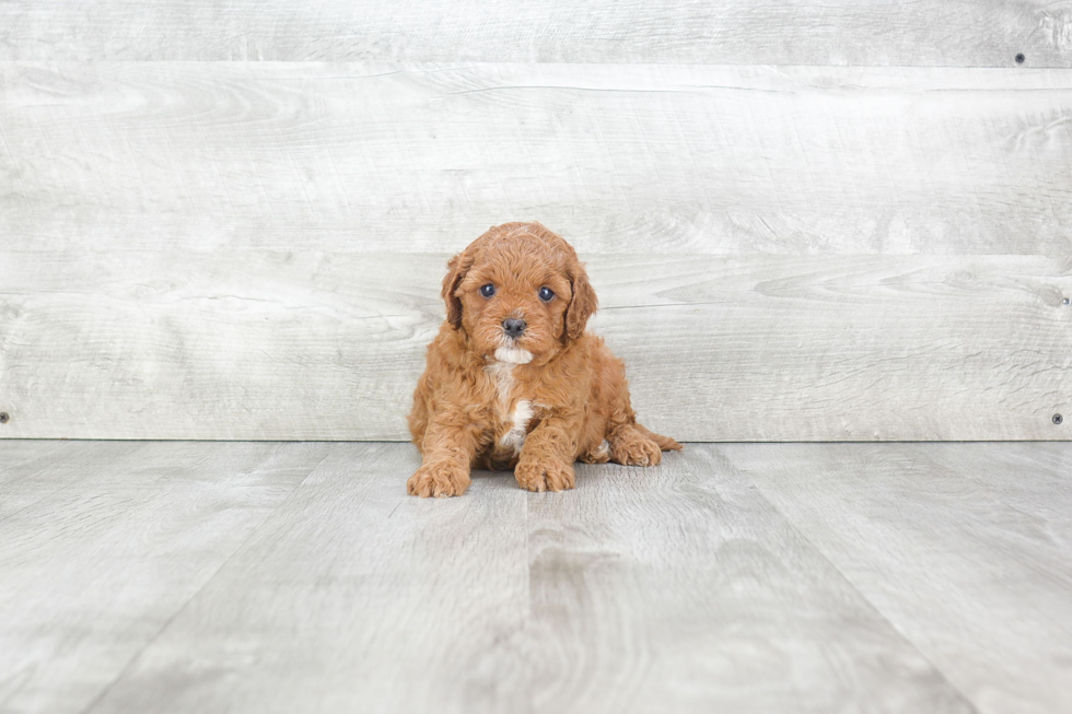 Best Cavapoo Baby