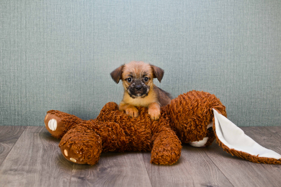 Best Brussels Griffon Baby