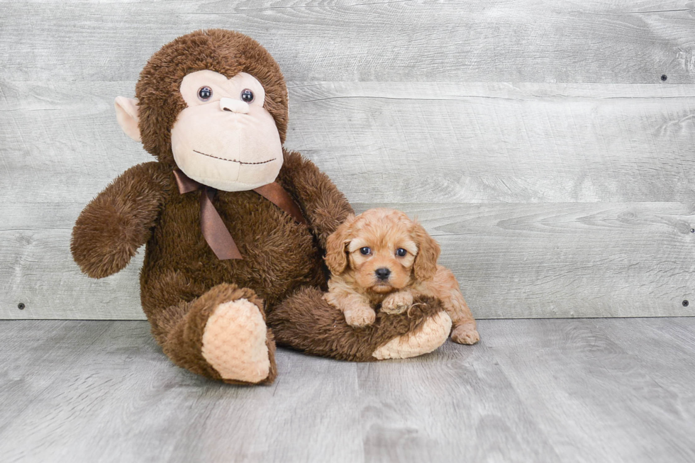 Funny Cavapoo Poodle Mix Pup