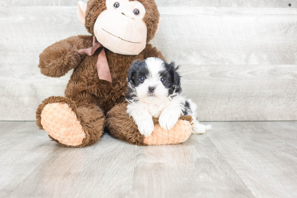 Adorable Shichon Designer Puppy