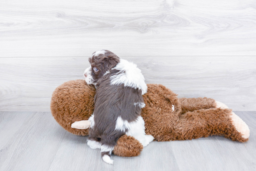 Havanese Puppy for Adoption