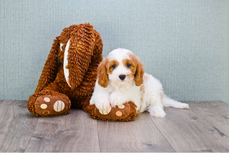 Cavapoo Puppy for Adoption