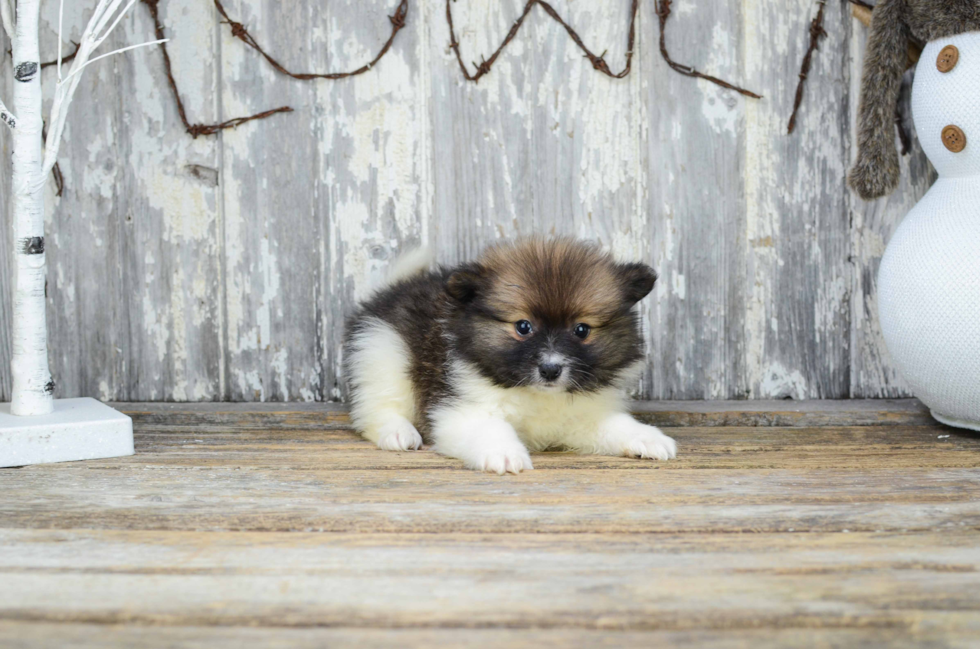 Pomeranian Pup Being Cute