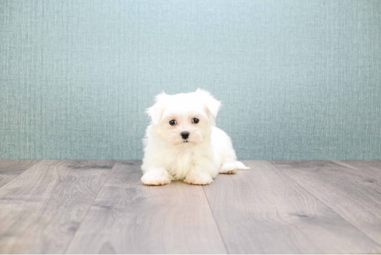 Little Maltese Purebred Pup