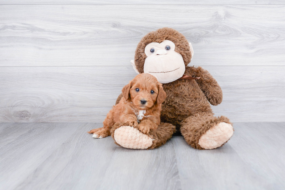 Best Mini Goldendoodle Baby