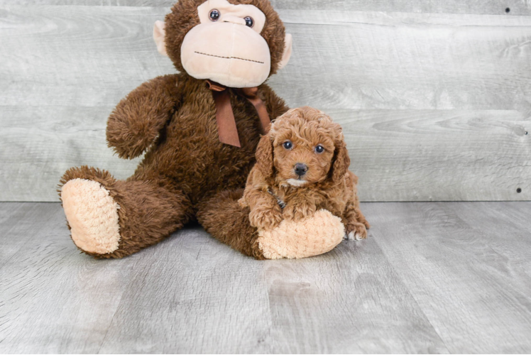 Petite Cavapoo Poodle Mix Pup