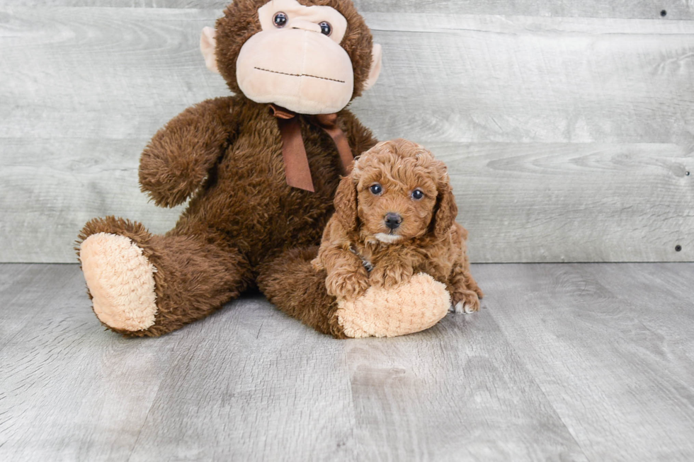 Petite Cavapoo Poodle Mix Pup