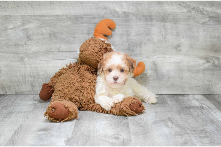 Small Havanese Purebred Pup