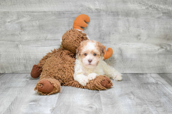 Small Havanese Purebred Pup