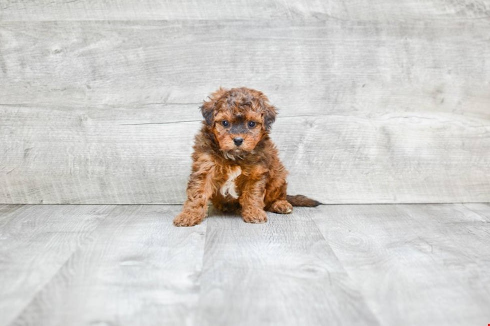 Best Mini Bernedoodle Baby