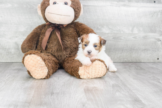 Happy Teddy Bear Baby