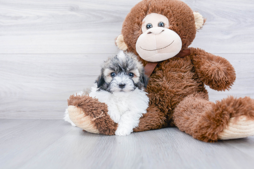 Playful Havanese Baby