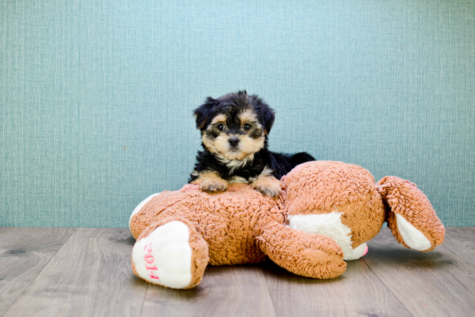 Adorable Yorkie Designer Puppy