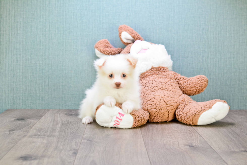 Maltipom Pup Being Cute