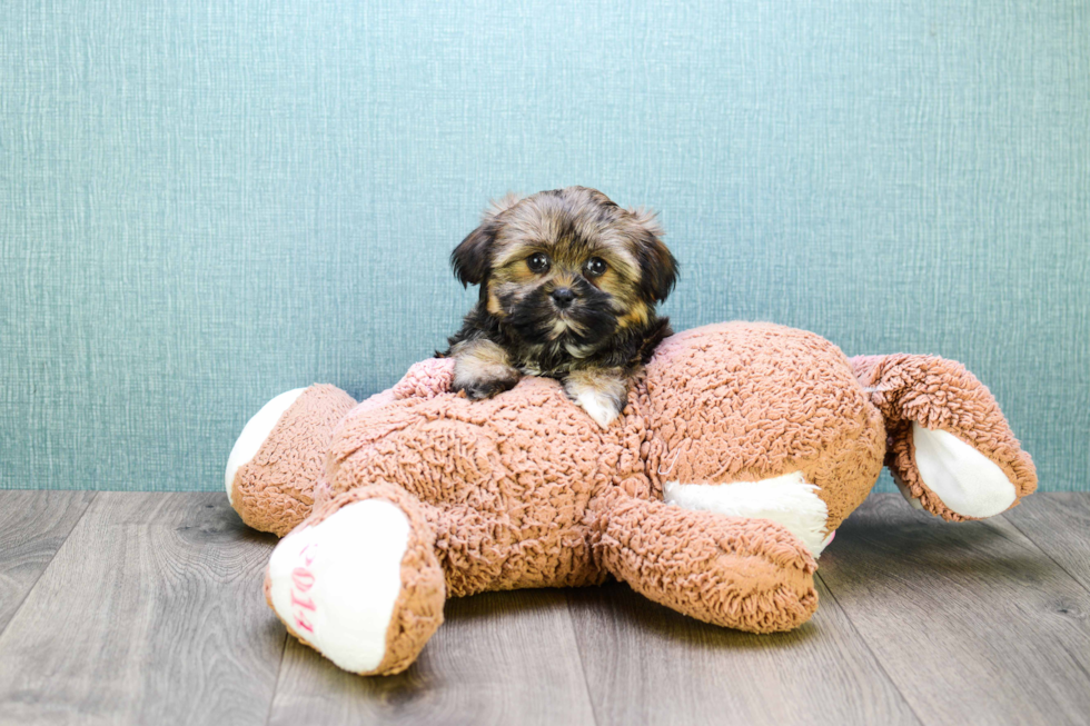 Shorkie Puppy for Adoption