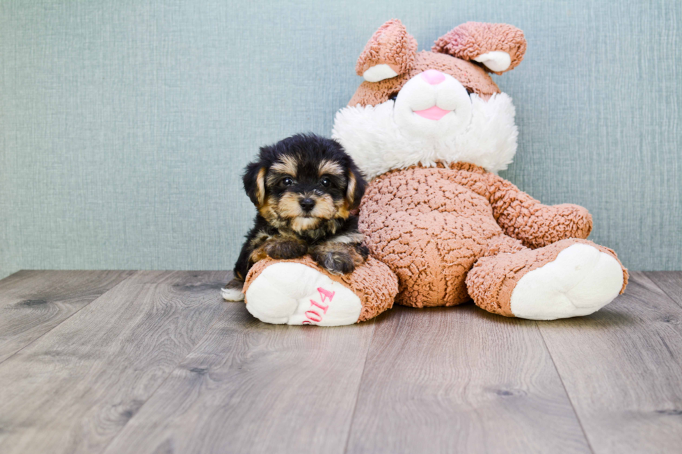 Morkie Puppy for Adoption