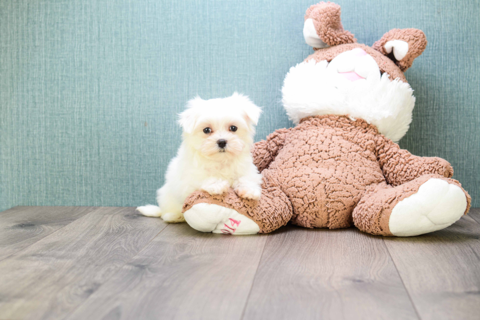 Popular Maltese Baby