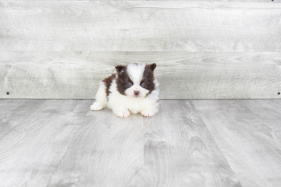 Small Pomeranian Purebred Pup
