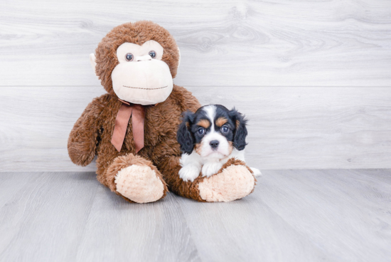 Best Cavalier King Charles Spaniel Baby