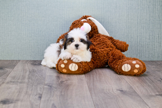 Teddy Bear Pup Being Cute