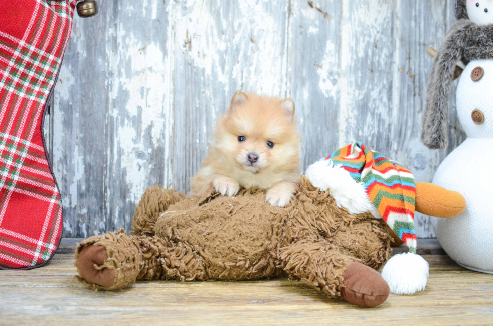 Playful Pomeranian Baby