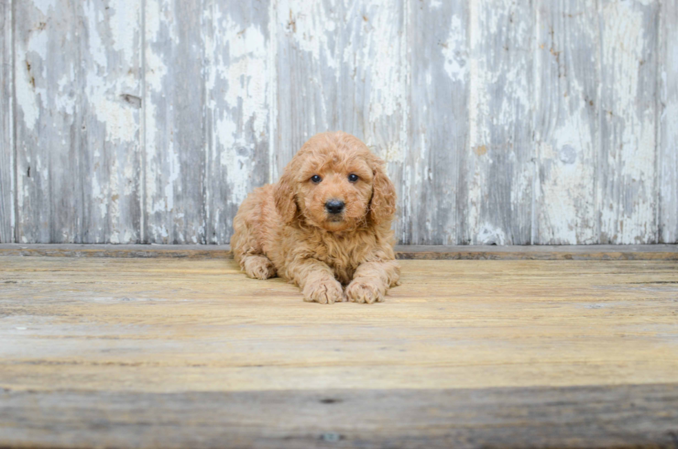 Best Mini Goldendoodle Baby