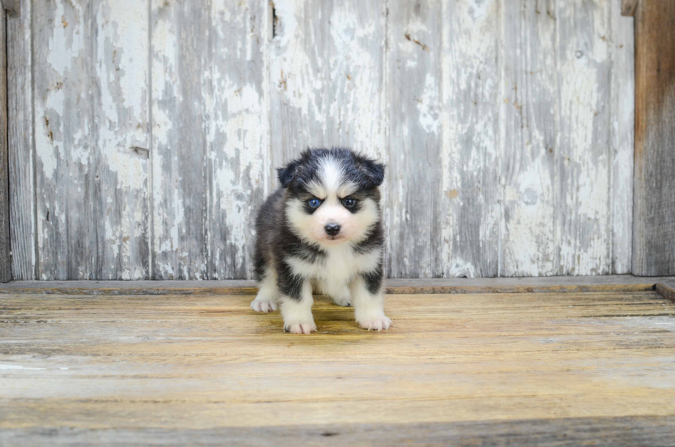 Hypoallergenic Mini Husky Designer Puppy