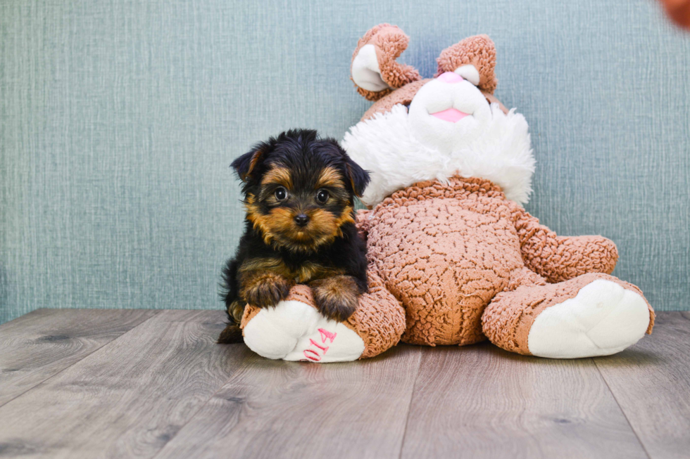 Meet Timmy - our Yorkshire Terrier Puppy Photo 