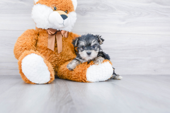 Morkie Pup Being Cute