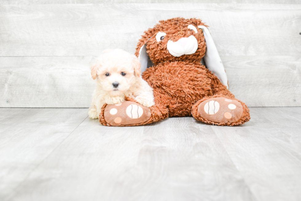 Maltipoo Puppy for Adoption