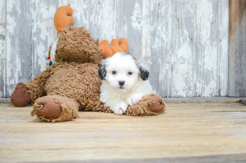 Funny Teddy Bear Designer Pup