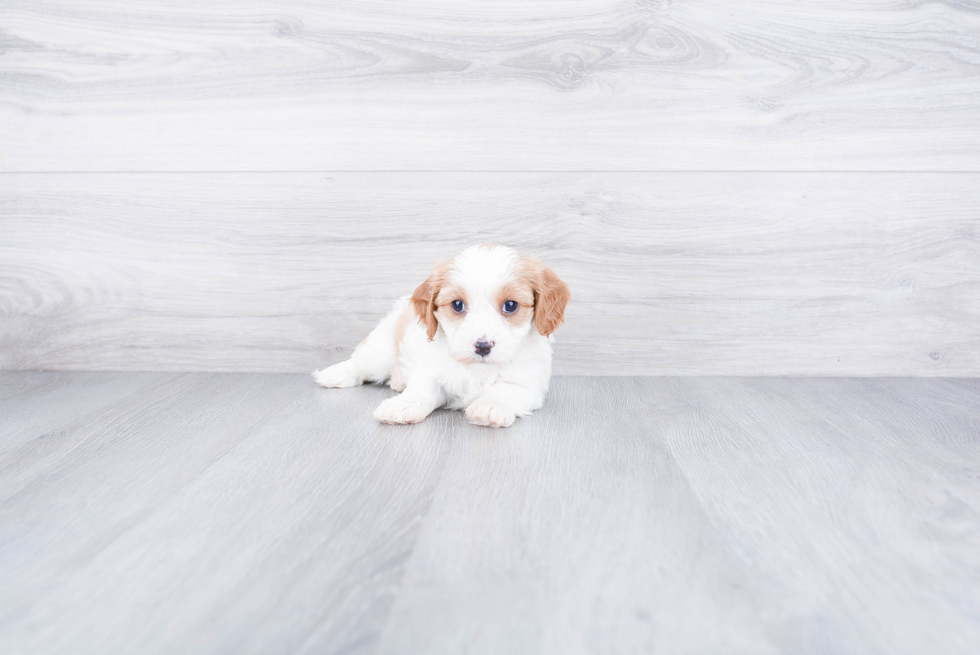 Best Cavachon Baby