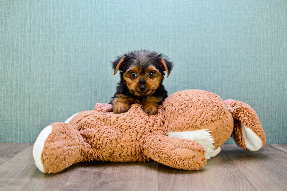 Meet Jeremy - our Yorkshire Terrier Puppy Photo 