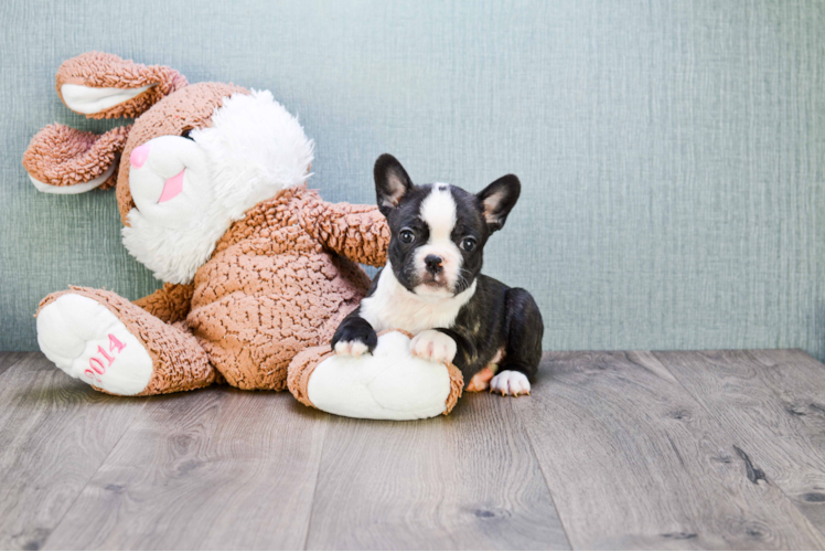 Playful French Bulldog Baby