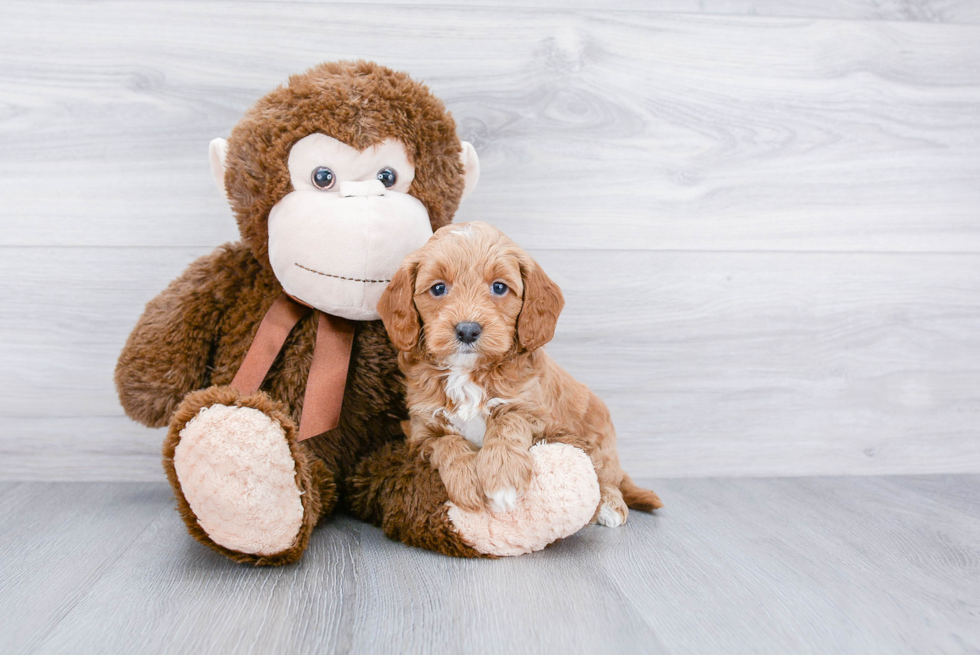 Fluffy Mini Goldendoodle Poodle Mix Pup