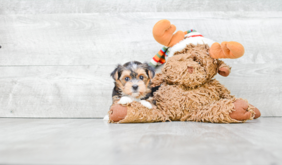 Morkie Pup Being Cute