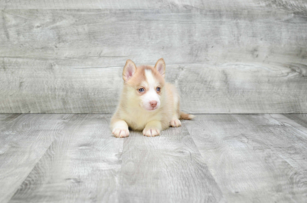 Fluffy Pomsky Designer Pup